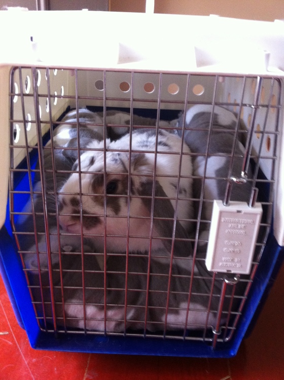 Rabbit in a carry cage